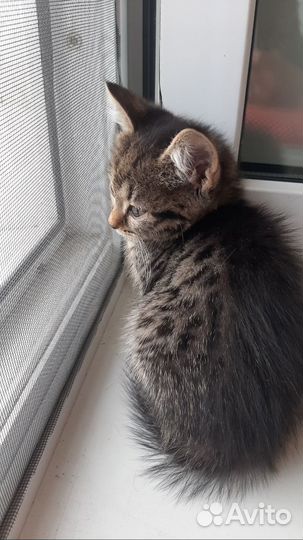 Ищем дом котодеткам