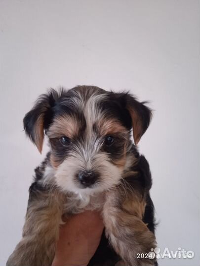 Щенки бивер йорка