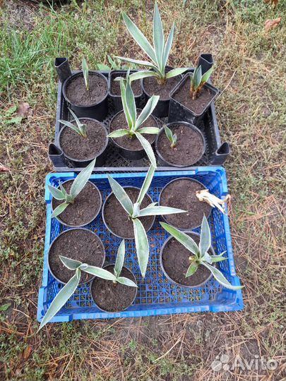 Агава, детки