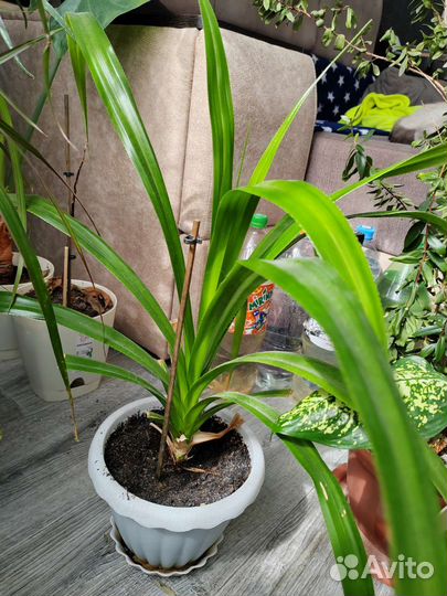 Комнатные растения