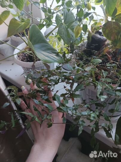 Комнатные растения цветущие