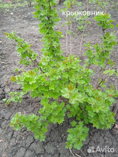 Малина, крыжовник, абрикос, смородина золотистая