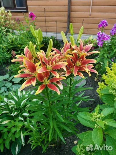 Лилии сортовые луковицы