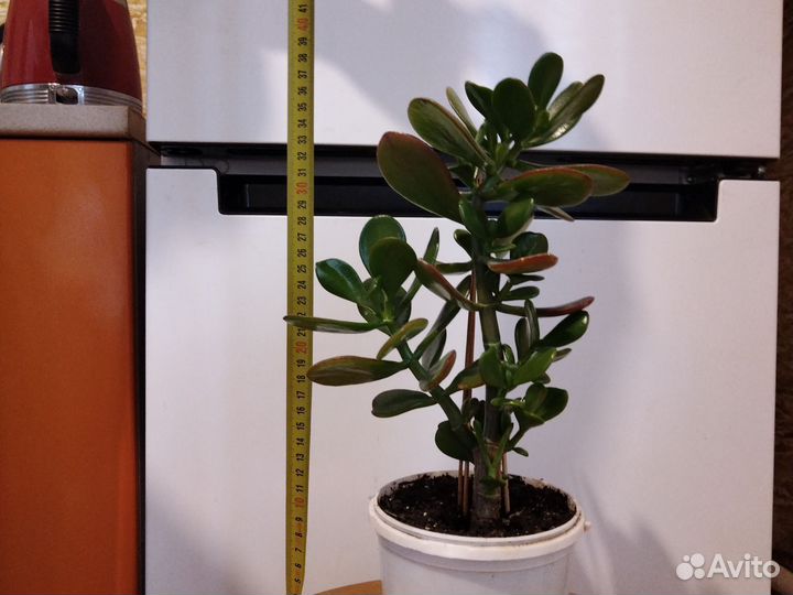 Денежное дерево толстянка крассула