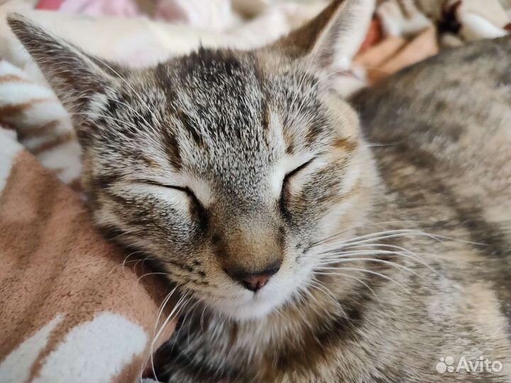Кошка