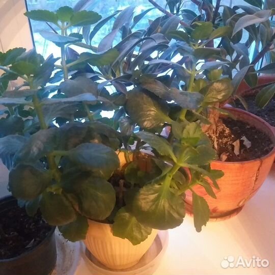 Комнатные растения