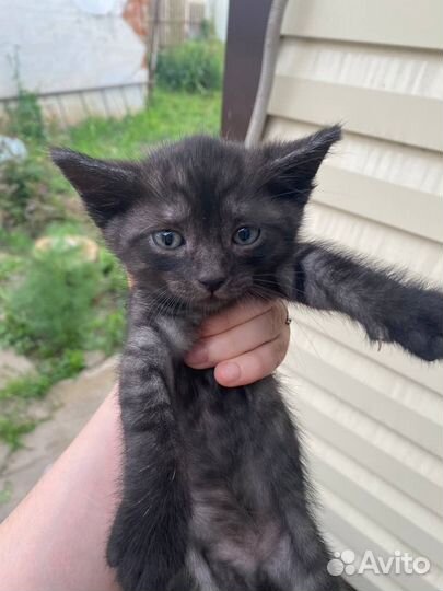 Отдам бесплатно животные