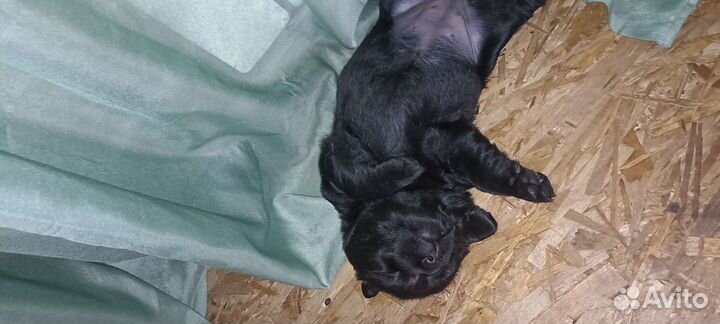 Щенки лабрадора