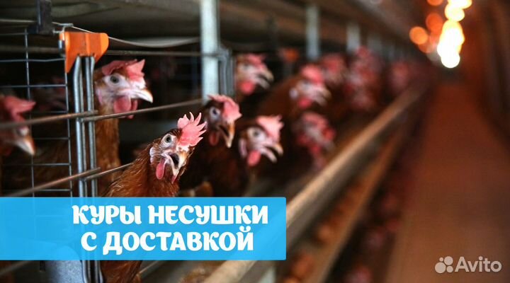 Куры несушки