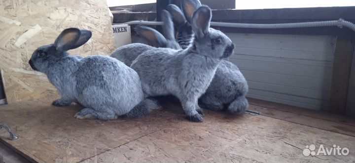 Кролик Полтавское серебро