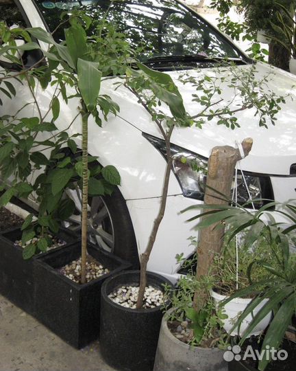 Цифровой фотоаппарат canon power shot a550