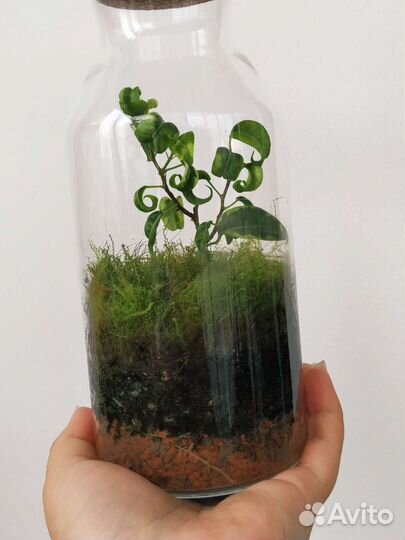 Флорариум с фикусом Ирен