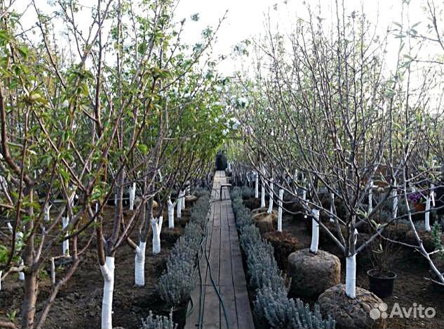 Саженцы малины Полька