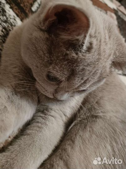 Кот британец отдам