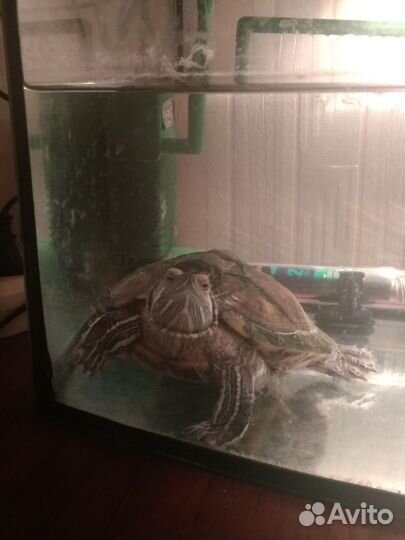 Отдам черепашку