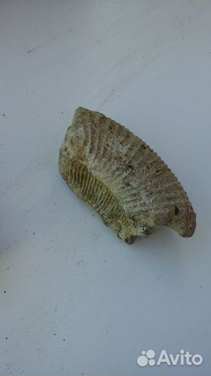 Древние артифакты,окаменелости