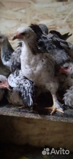 Продаются молодки порода Брама