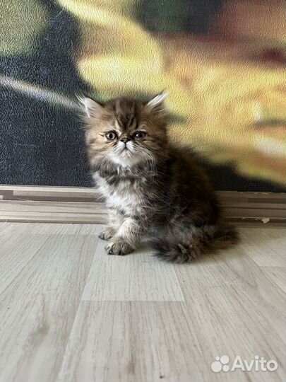 Экзотический котенок