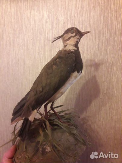 Чучела утки, кулика сойки