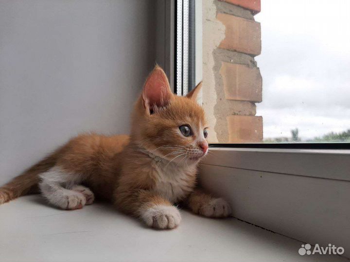 Кошка в дар бесплатно