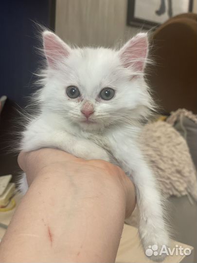 Котенок
