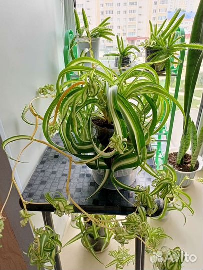 Сингониум,хлорофитум