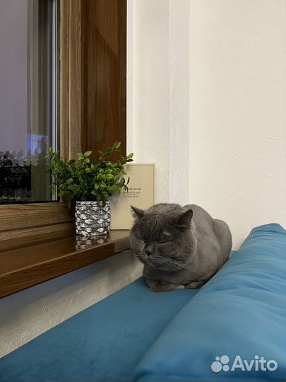 Британец