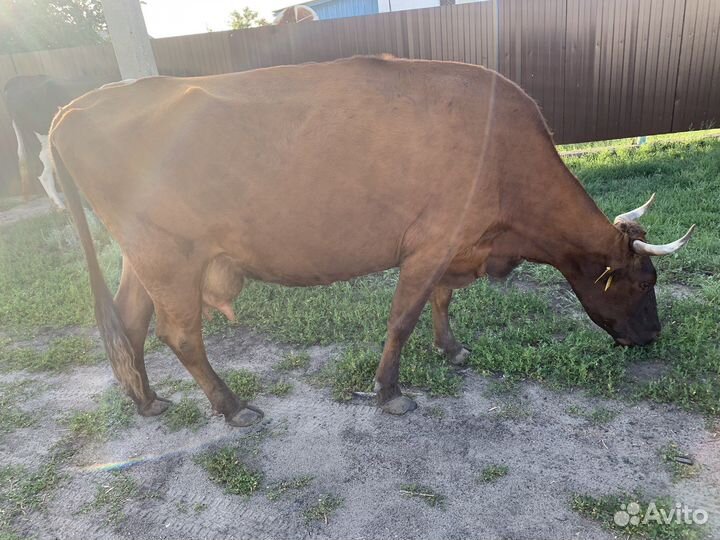 Коровы дойные молочные