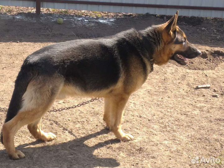 Вязка немецкая овчарка