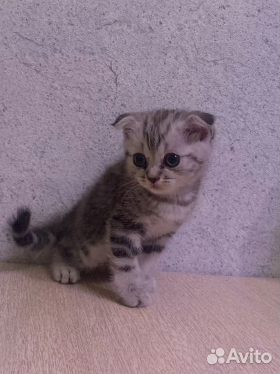 Чистокровные Шотландские котята