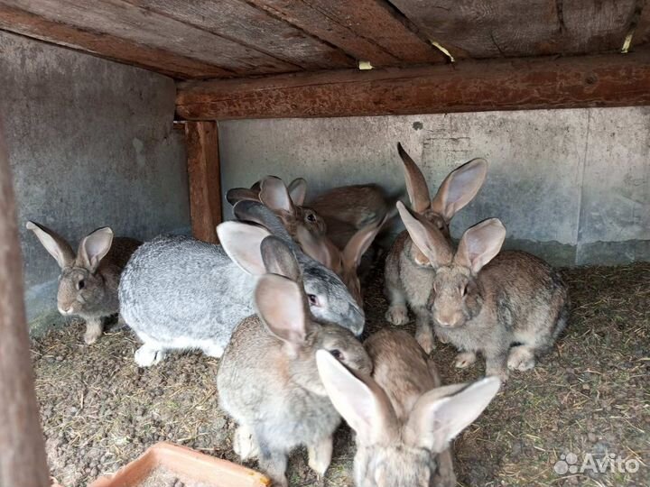 Продам крольчат