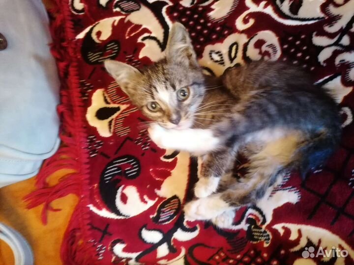 Кошка