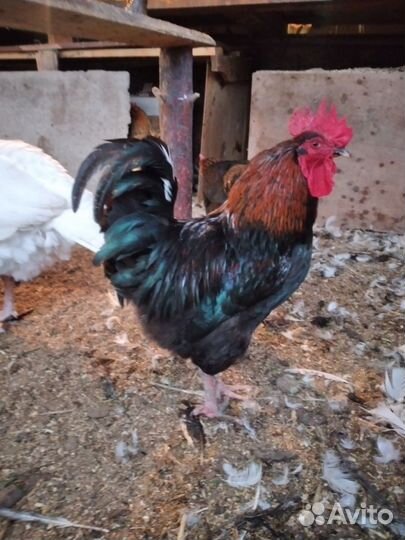 Цыплята кур несушек