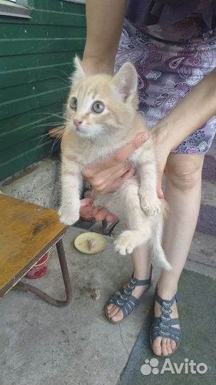 Рыжий котенок в добрые руки