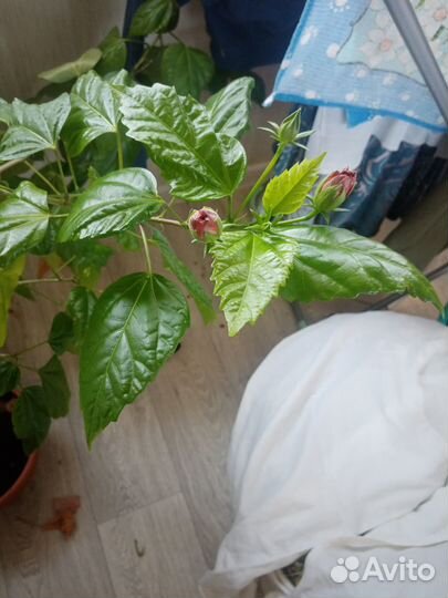 Китайская роза, гибискус