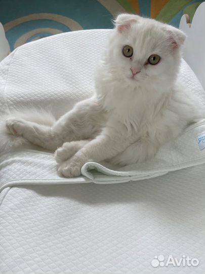 Шотландский вислоухий котенок