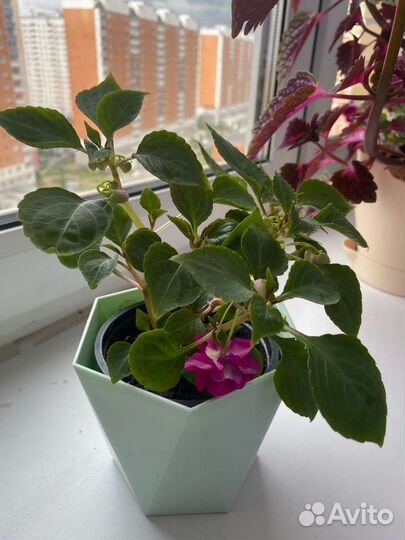 Бальзамин цвета фуксии