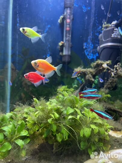 Продаётся аквариум 38х38х43 см, 60л с рыбками