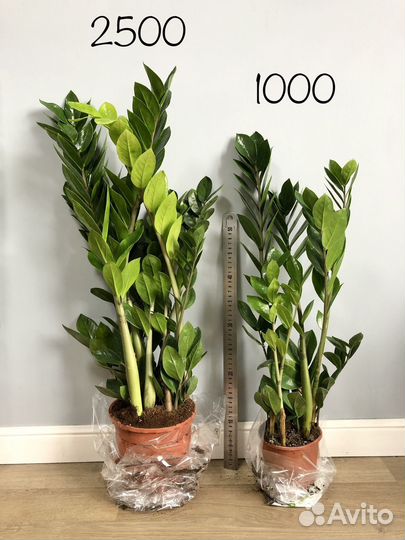 Замиокулькас Замиелистный 80-90 см