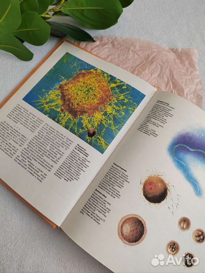 Энциклопедия сексуальной жизни для взрослых