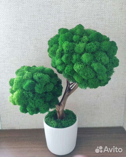 Топиарий живое дерево из стабилизированного мха