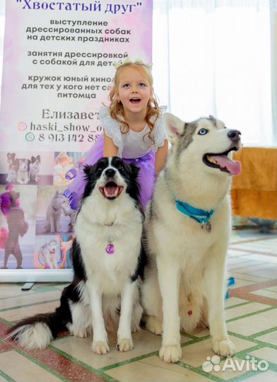 Шоу дрессированных собак на ваш праздник