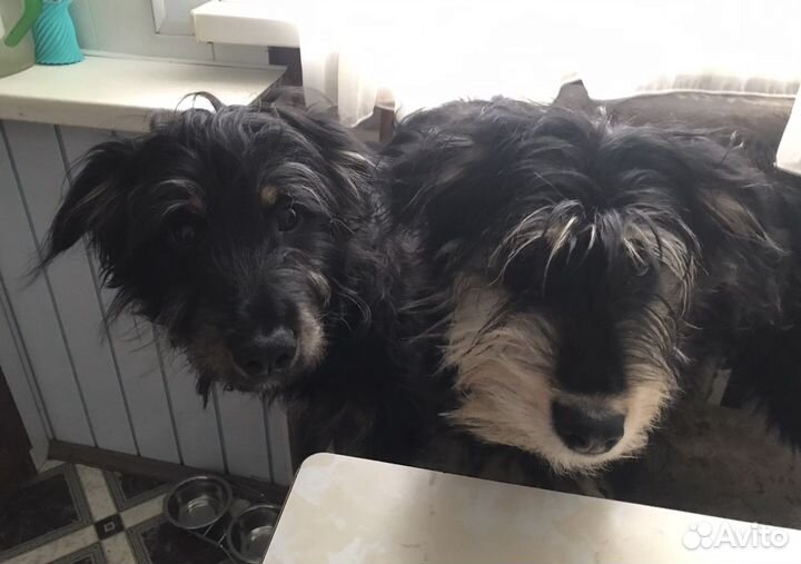 Собаки в добрые руки