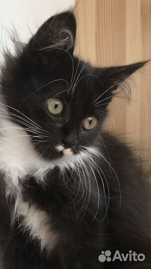 Отдам котенка в добрые руки