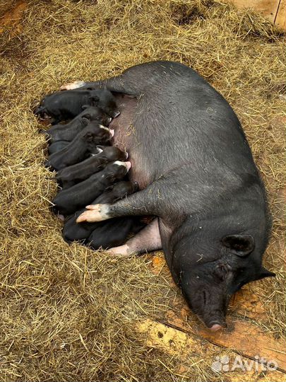 Вьетнамские вислобрюхие поросята