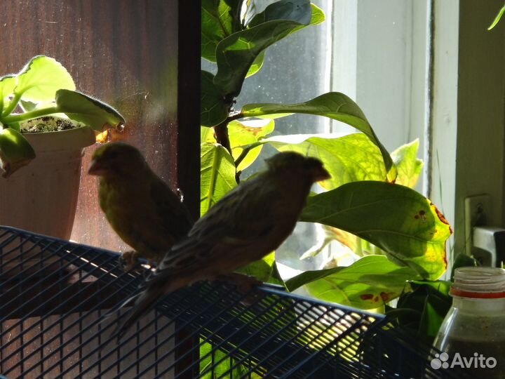 Кенары зеленые