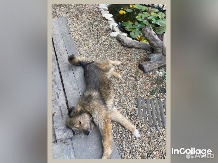 Мудрый мачо в добрые руки