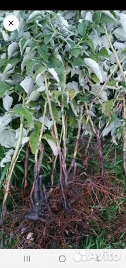 Саженцы Малины ремонтантной и летней