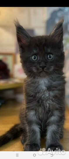 Котята мейн-кун