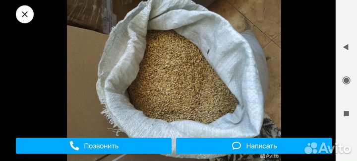 Пшеница 80кг + отруби в подарок